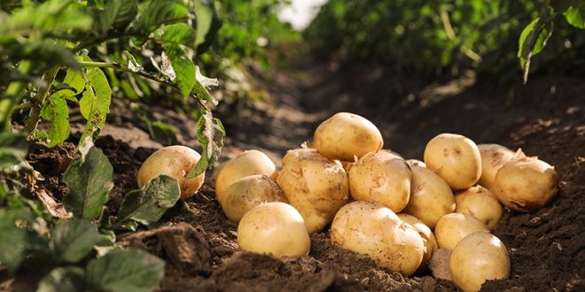 Potato peel natural ingredient